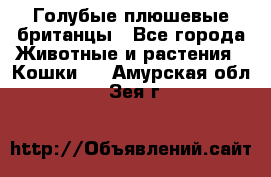 Голубые плюшевые британцы - Все города Животные и растения » Кошки   . Амурская обл.,Зея г.